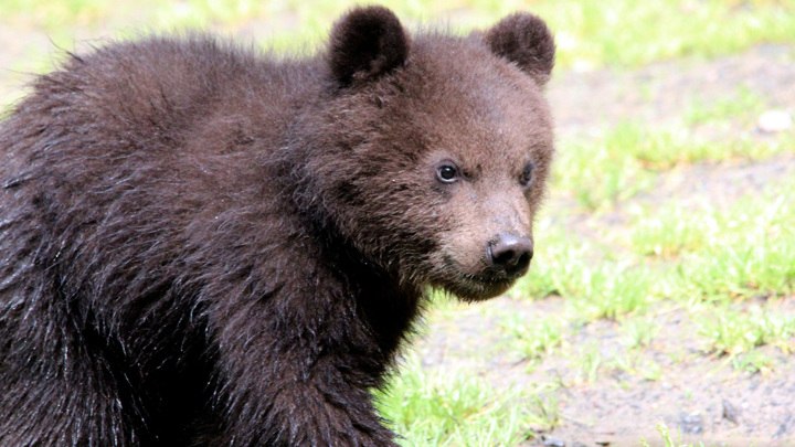 В Грозном медвежонок укусил девушку за лицо во время фотосессии