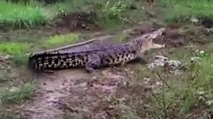 В Австралии на мужчину напал трехметровый крокодил