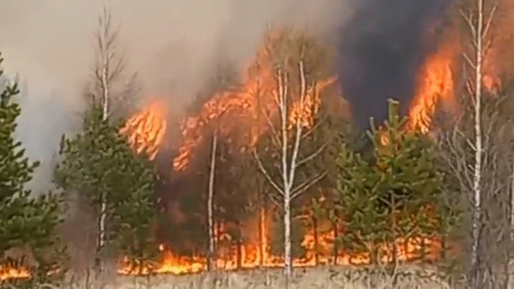 В Томской области потушили лесные пожары площадью более 209 га